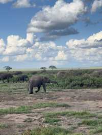 Safari Trip Kenya 🇰🇪 