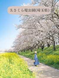 全国のソメイヨシノオススメスポット🌸
