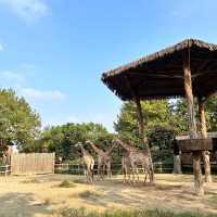 廣州動物園：在“動物的夢幻樂園”中發現童趣 🦁🌳