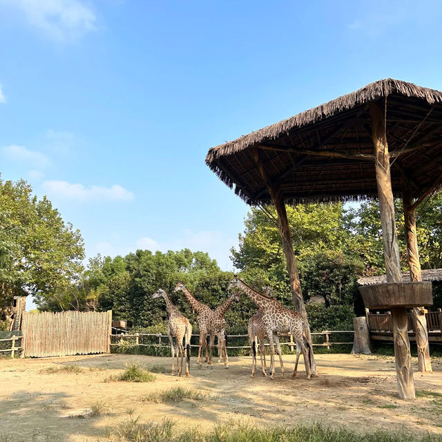 廣州動物園：在“動物的夢幻樂園”中發現童趣 🦁🌳