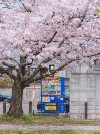 📍 This is what Kyoto will look like in a few months 