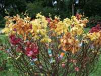 Nature in the City: Exploring Hong Kong Zoo and Botanical Gardens