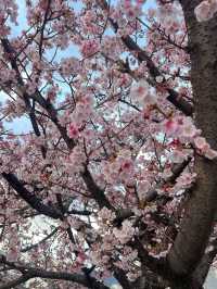 ซากุระ 2025 ที่ Atami Shizuoka 🌸