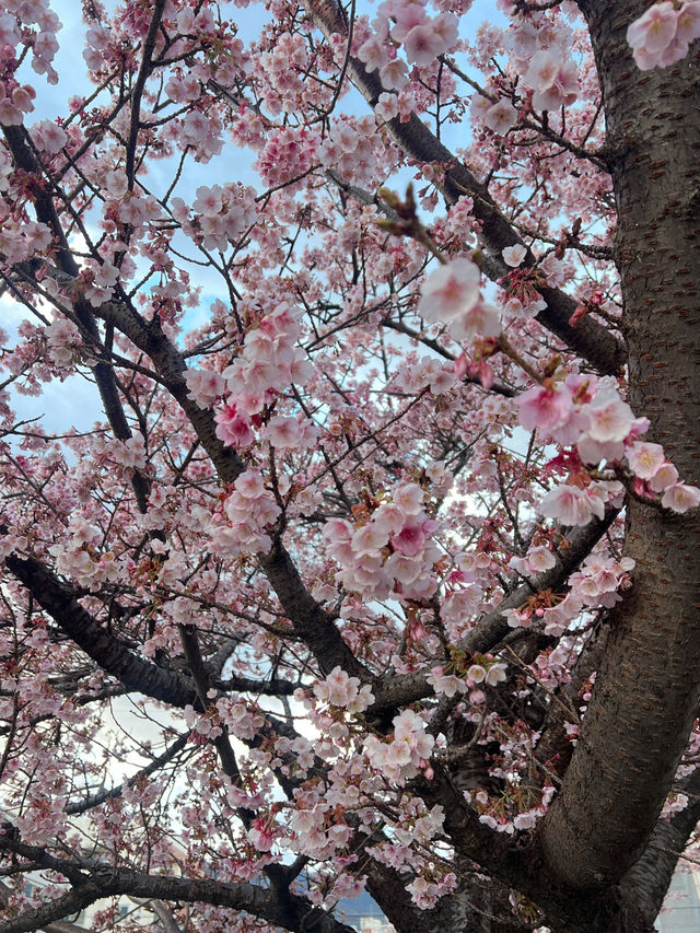 ซากุระ 2025 ที่ Atami Shizuoka 🌸