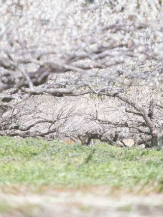 【群馬】3萬5千棵梅花盛開的絕景秋間梅林，感受春天的到來