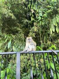 Nature walk with the Wildlife at Mandai