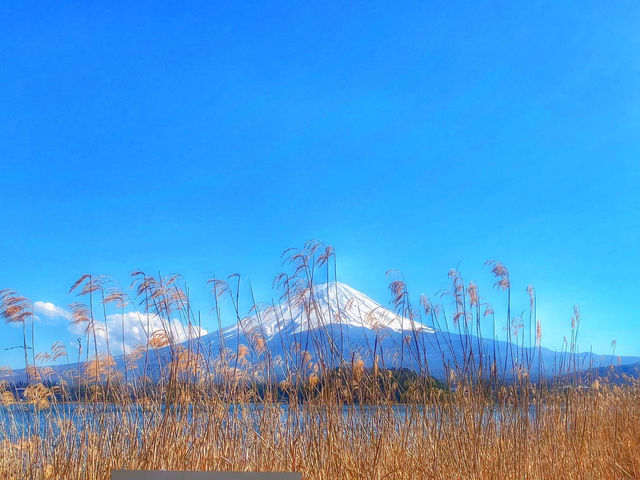 Mt. Fuji in a Day: Cherry Blossoms and Scenic Views