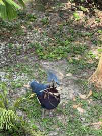 Bird Paradise Singapore: A Must-Visit for Nature & Wildlife Lovers