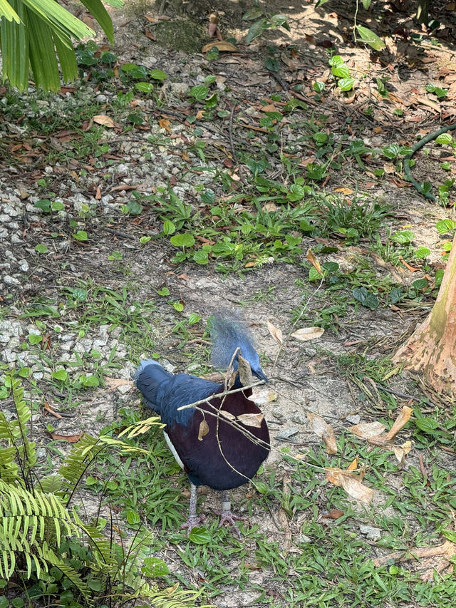 Bird Paradise Singapore: A Must-Visit for Nature & Wildlife Lovers