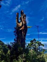 大雪山國家森林遊樂區賞參天巨木