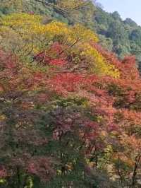 自然に溶け込む県下随一の紅葉の名所