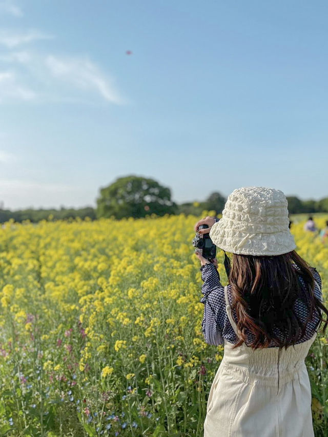菜の花が見れるおすすめスポット！