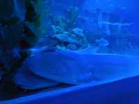An Underwater Wonderland at Aquaria KLCC