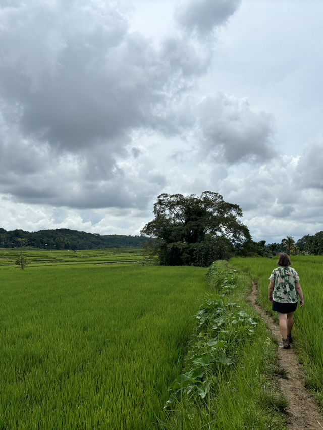 Wee Kacura’s Rice Fields: A Walk Through Time and Tradition 🌾🚶‍♂️