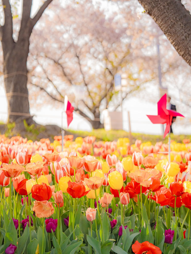 튤립과 벚꽃을 한 번에 볼 수 있는 부산 여행지🌸