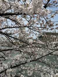 🌸 大阪毛馬櫻之宮公園：櫻花下的夢幻之旅 🌸