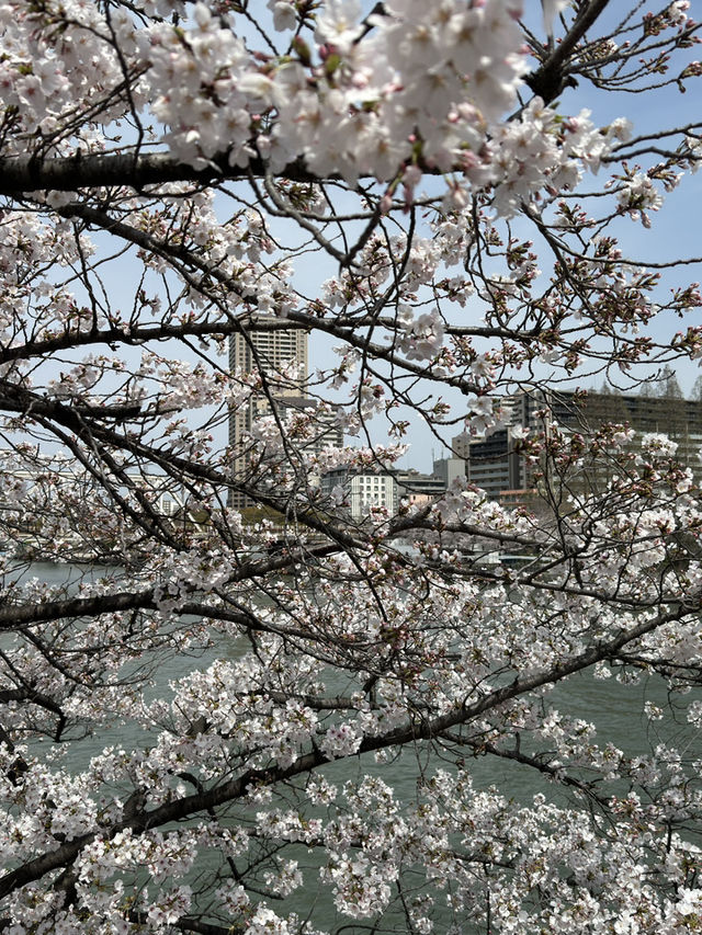 🌸 大阪毛馬櫻之宮公園：櫻花下的夢幻之旅 🌸