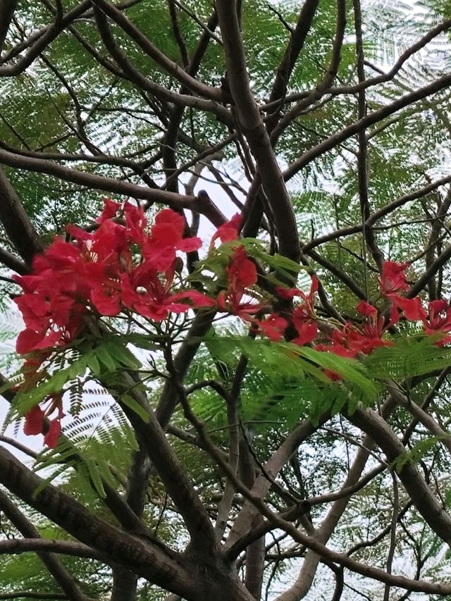 Beautiful Plants in Garden