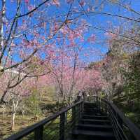 阿里山賞櫻秘境：石棹櫻之道、隙頂二延平步道