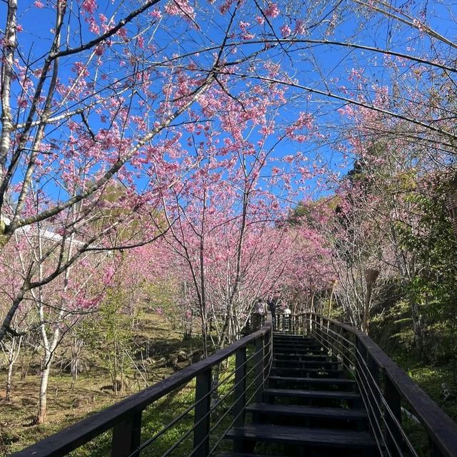 阿里山賞櫻秘境：石棹櫻之道、隙頂二延平步道