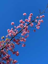 Early Sakura Blooms: Where to Catch Japan’s First Cherry Blossoms!