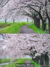 Fukuoka in Sakura Season~🌸🇯🇵✨