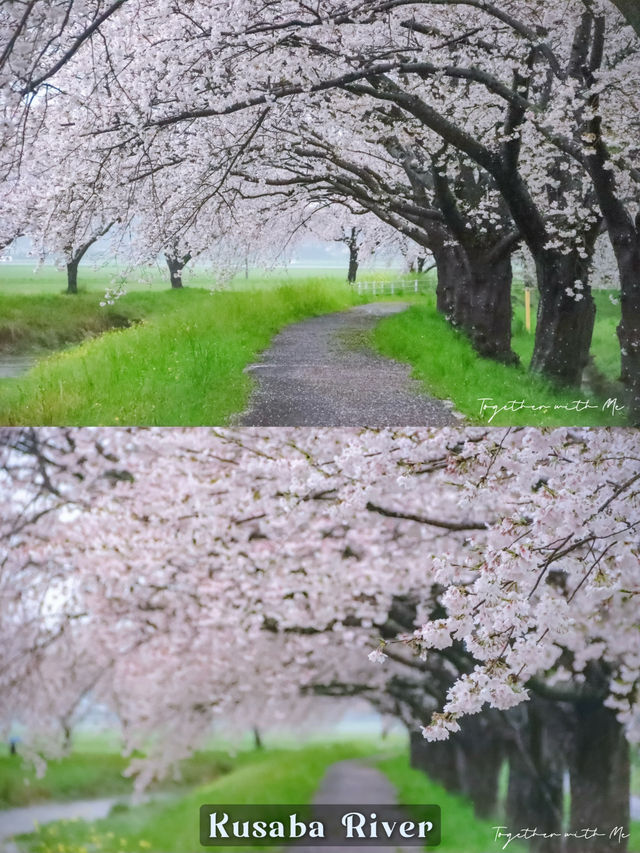 Fukuoka in Sakura Season~🌸🇯🇵✨