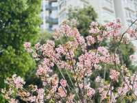沙田石門看櫻花