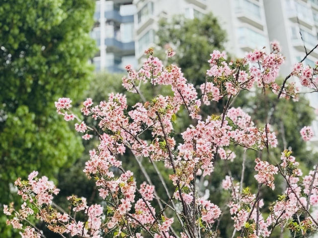 沙田石門看櫻花