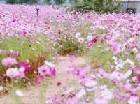 The Cosmos Flower Festival at Han River Citizen Park in Guri