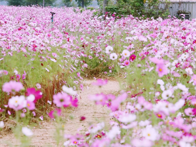 The Cosmos Flower Festival at Han River Citizen Park in Guri