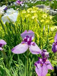 個人の方が作られた菖蒲園で、無料