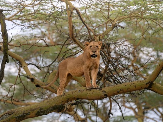 Paradise for bird watchers! Day trip to Lake Nakuru.