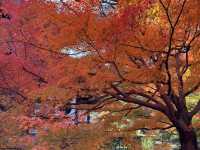 Tofuku-ji อีกวัดดูใบไม้แดงที่ไม่ควรพลาดที่ kyoto