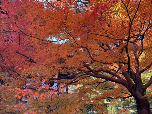 Tofuku-ji อีกวัดดูใบไม้แดงที่ไม่ควรพลาดที่ kyoto
