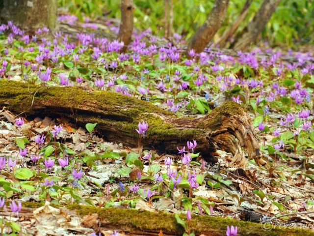 【北海道】知る人ぞ知るカタクリの群生地「男山自然公園」