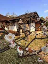 廣島｜泉水屋敷到縮景園 經過原爆悲劇後重現400年前庭園