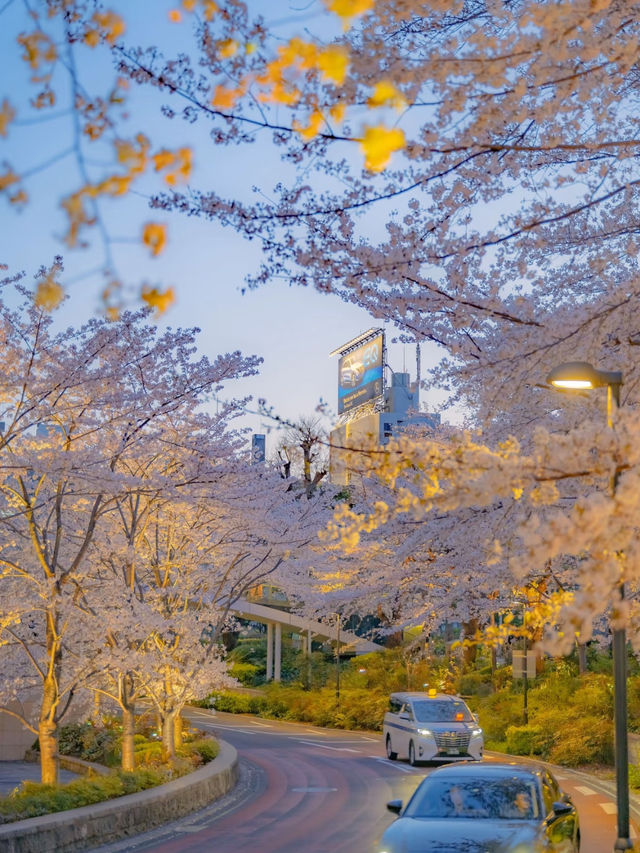 市中心盛放的櫻花❤️‍🔥東京櫻花攻略🥰