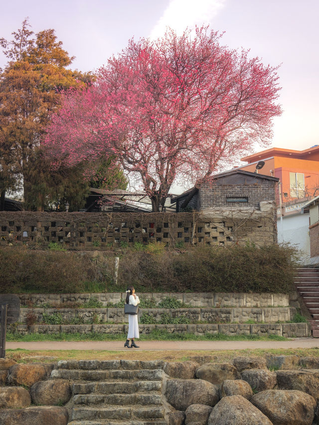 지금 만개에 이르러 제일 이쁠 때..🌸💖