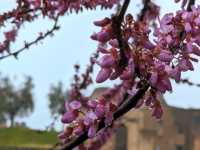 Learn about the fascinating ancient city of Rome here at the Roman Forum.