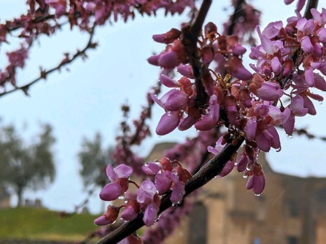 Learn about the fascinating ancient city of Rome here at the Roman Forum.