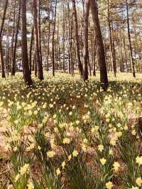 Spring's Historical Charm and Floral Majesty 