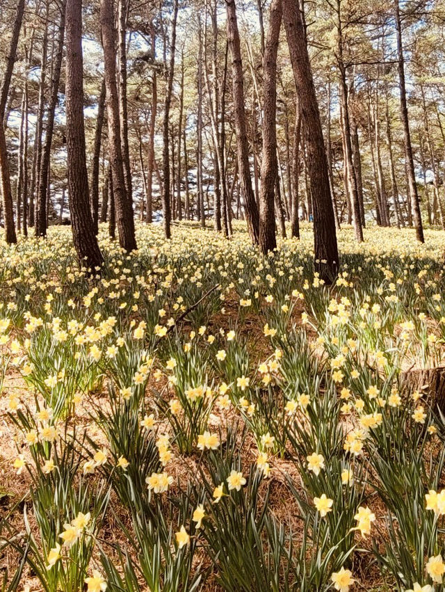 Spring's Historical Charm and Floral Majesty 