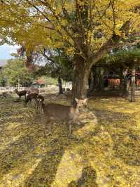 The Free Roaming Deer at Nara Park