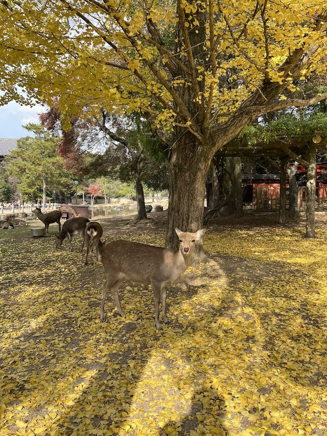 The Free Roaming Deer at Nara Park