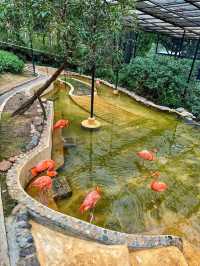 Hong Kong Zoological & Botanical Gardens: A Green Oasis in the City