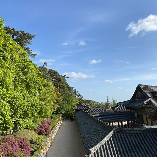 경주 벚꽃 명소 추천 세계문화유산 ▪️불국사