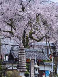【岐阜】行かなきゃ損‼️樹齢200年のしだれ桜は圧巻🤩穴場すぎる！