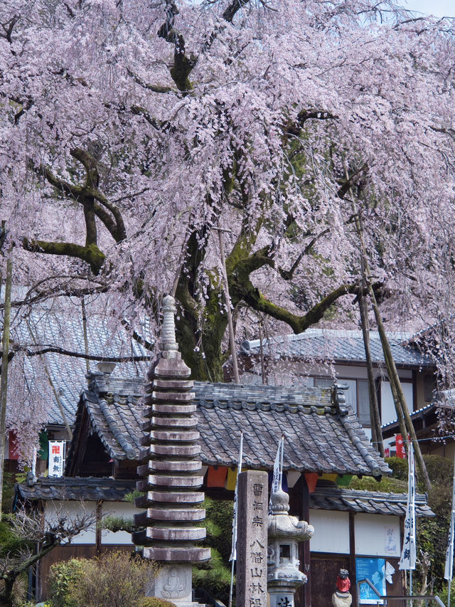 【岐阜】行かなきゃ損‼️樹齢200年のしだれ桜は圧巻🤩穴場すぎる！