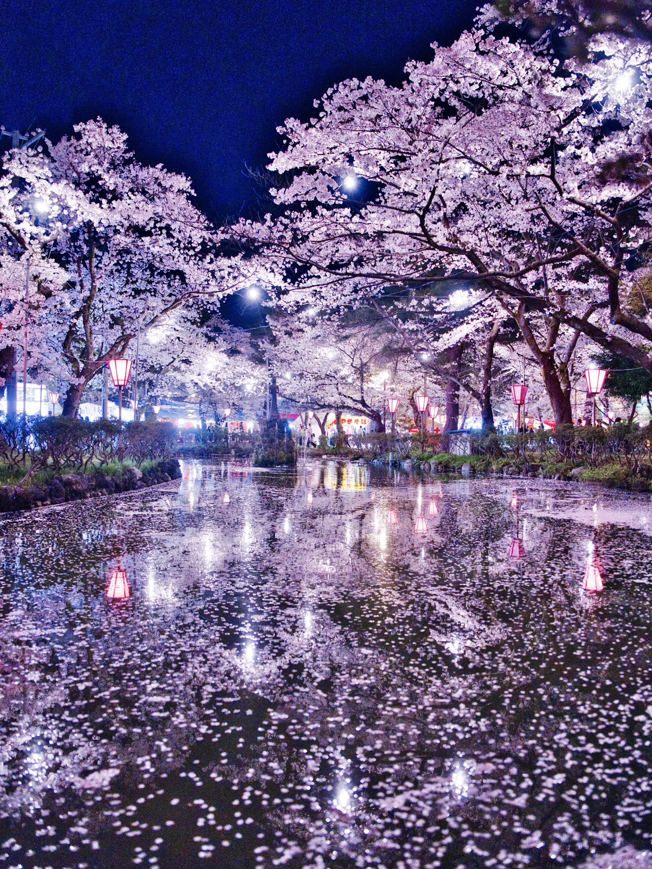 新潟】行かなきゃ損‼️日本三大夜桜の1つ✨夜桜が水面に浮かぶ幻想